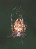 27 brown patterned spider.jpg (66129 bytes)