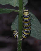 75 caterpillar back in focus only.jpg (74085 bytes)