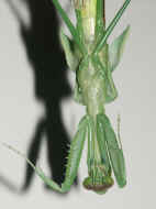 PICT0032 mantis 8-28-06.jpg (161260 bytes)