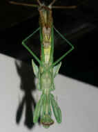 PICT0033 mantis 8-28-06.jpg (140438 bytes)