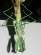 PICT0037 mantis 8-28-06.jpg (145836 bytes)