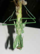 PICT0038 mantis 8-28-06.jpg (140213 bytes)