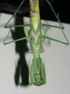 PICT0041 mantis 8-28-06.jpg (155671 bytes)