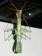 PICT0044 mantis 8-28-06.jpg (149532 bytes)