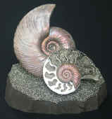 ammonoid.jpg (85137 bytes)