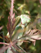 angry mantis in japanese maple cropped.jpg (109582 bytes)