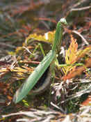 angry mantis in japanese maple full body.jpg (133127 bytes)