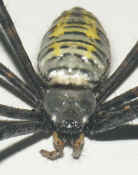 argiope front view cropped twice.jpg (120679 bytes)
