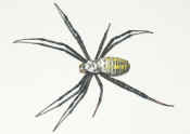 argiope top view cropped.jpg (98876 bytes)