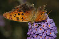 battered butterfly 8-25-06 drinking nectar top view.jpg (127744 bytes)