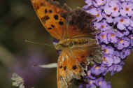 battered butterfly 8-25-06 top view 3.jpg (148761 bytes)