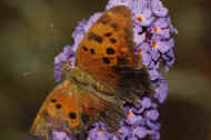 battered butterfly 8-25-06 top view.jpg (128637 bytes)