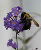 bee 9-4-06 ball flower 2.jpg (146067 bytes)