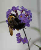 bee 9-4-06 ball flower.jpg (138656 bytes)