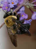 bee 9-4-06 closeup at bottom 3.jpg (129098 bytes)