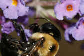bee 9-4-06 closeup at bottom.jpg (108756 bytes)