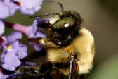 bee 9-4-06 closeup pollen all over adj.jpg (125293 bytes)