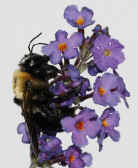 bee 9-4-06 closeup side view whole body 2.jpg (148489 bytes)