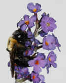 bee 9-4-06 closeup side view whole body.jpg (134629 bytes)