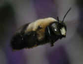 bee 9-4-06 hovering purple bkg.jpg (123945 bytes)