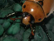 beetle top view both antennae out cropped.jpg (131613 bytes)