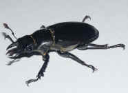 black beetle 3 quarter view better.jpg (132551 bytes)