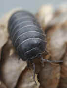 black sowbug on pinecone 2 cropped.jpg (121040 bytes)