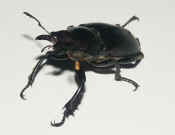 blackbeetle2 facing left 3 quarter view jaws wider.jpg (129642 bytes)