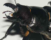 blackbeetle2 facing left side view 2 cropped.jpg (135563 bytes)