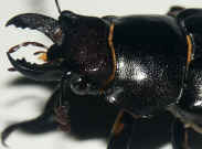 blackbeetle2 facing left side view cropped.jpg (148938 bytes)