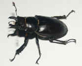 blackbeetle2 facing left side view.jpg (145126 bytes)