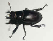 blackbeetle2 facing left top view.jpg (142063 bytes)