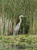 blue heron 1a.jpg (154356 bytes)