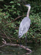 blue heron back view.jpg (149082 bytes)