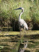 blue heron closeup front view standing looking left.jpg (131526 bytes)