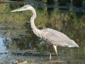 blue heron closeup side view facing left.jpg (134271 bytes)