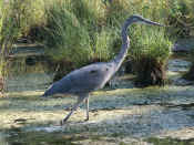 blue heron closeup side view facing right stalking.jpg (122710 bytes)