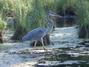 blue heron closeup side view facing right walking blue tint.jpg (138043 bytes)