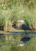 blue heron curved neck head in light cropped.jpg (122981 bytes)