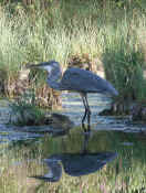 blue heron curved neck reflection cropped.jpg (144005 bytes)