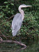 blue heron facing right neck curved.jpg (156583 bytes)