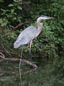 blue heron facing right perched.jpg (154132 bytes)