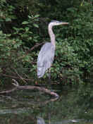 blue heron facing right.jpg (154537 bytes)