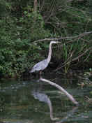 blue heron facing right wading.jpg (158032 bytes)