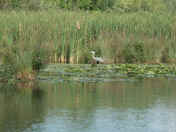 blue heron from afar 1.jpg (144276 bytes)