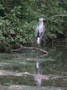 blue heron front view 2.jpg (158842 bytes)