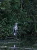 blue heron front view 3.jpg (144566 bytes)