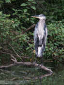 blue heron front view.jpg (164466 bytes)