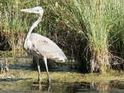 blue heron horizontal reflection cropped.jpg (141894 bytes)