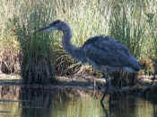 blue heron ruffled feathers slightly oof cropped.jpg (128721 bytes)